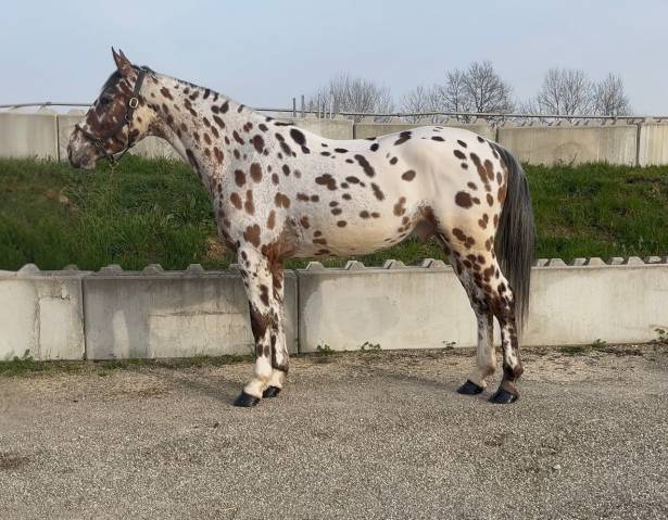 Castrone AES Anglo European Studbook In vendita 2022 Appaloosa