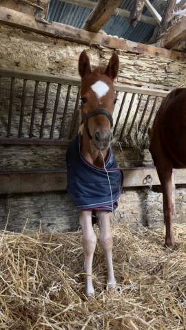 Puledra Origine non conosciuta  In vendita 2024 Sauro brul&eacute; ,  Idaho de ch&acirc;telain