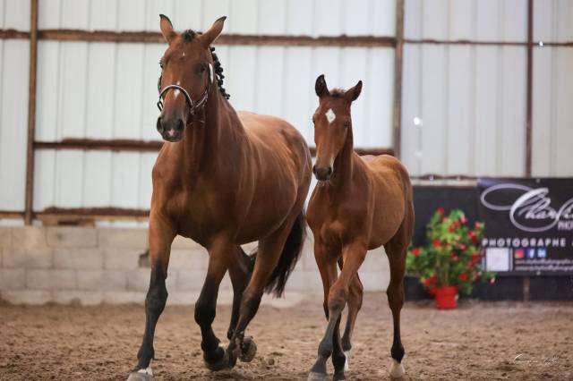 Puledro Sella Francese In vendita 2025 Baio ,  Conte Bellini