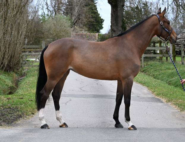 Cavalla Origine non conosciuta  In vendita 2020 Baio ,  FAUT IL DES 7 VALLONS (BEL)