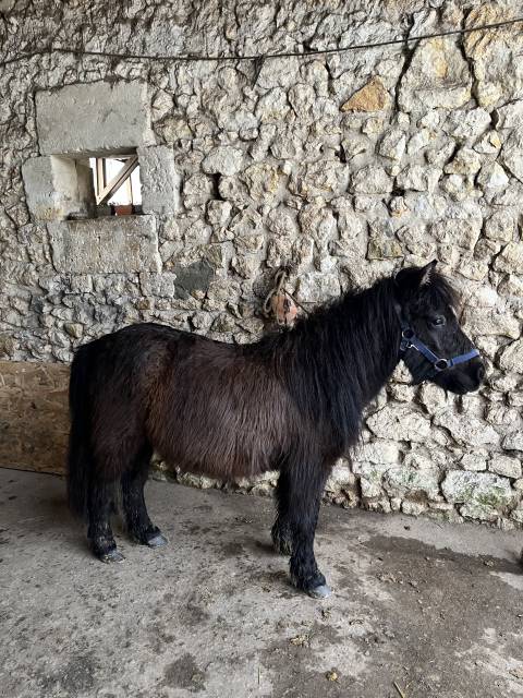 Puledra Shetland In vendita 2023 Baio scuro ,  Cromignon d&rsquo;Alix