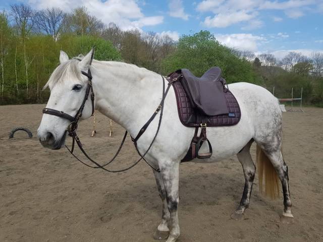 Sella da dressage  Pedro Lopes  17" - 2021