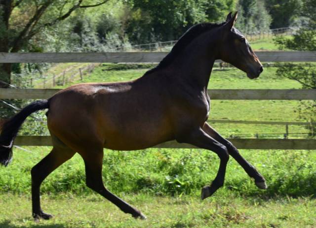 Puledra PRE Andaluso In vendita 2024 Baio scuro