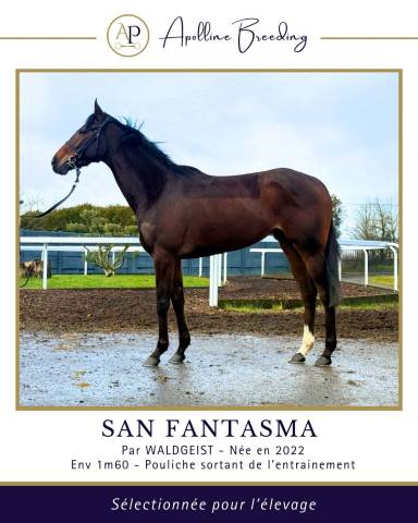 Cavalla Purosangue In vendita 2022 Baio