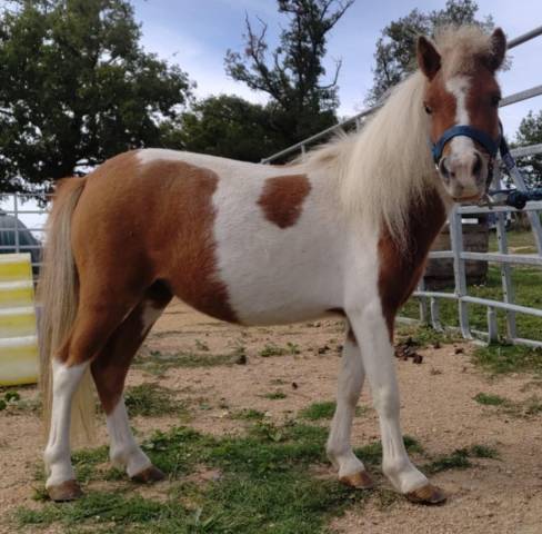 Cavalla Origine non conosciuta  In vendita 2022 Pezzato ,  SLOUP STARQUETAN