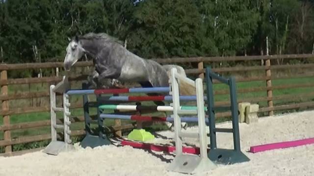 Castrone Sella Francese In vendita 2021 Grigio ,  GREY SKY D'IVRAIE