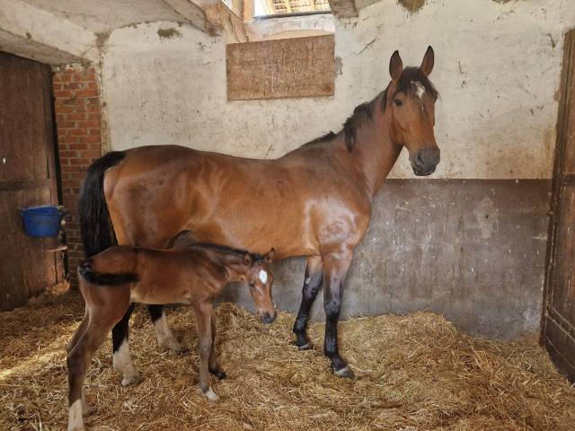 Fattrice Italiana 2015 Ottima Genealogia &ndash; Montabile 