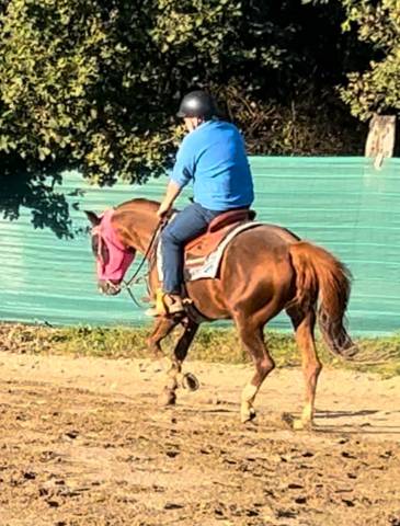 Cavallo da reining stallone razza quarter horse di anni 12