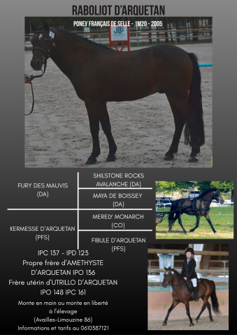 Raboliot d'Arquetan - PFS Pony Francese da Sella 2005 ,  FURY DES MAUVIS