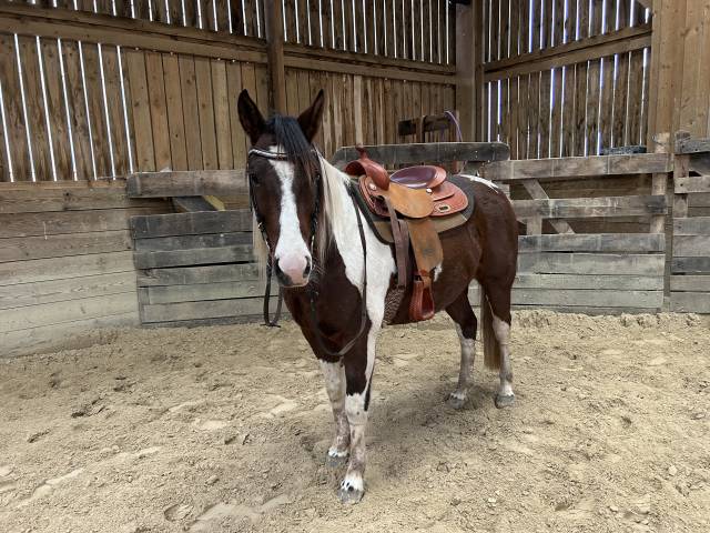 Castrone Paint Horse In vendita 2020 Tobiano