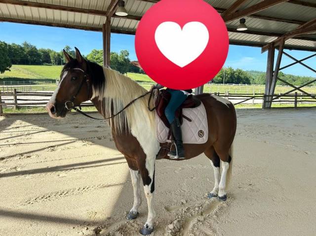 Castrone Paint Horse In vendita 2020 Tobiano
