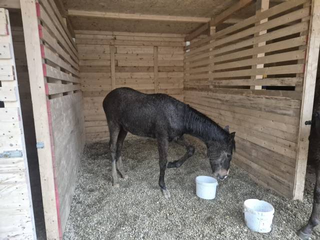 Puledra di ottima genealogia