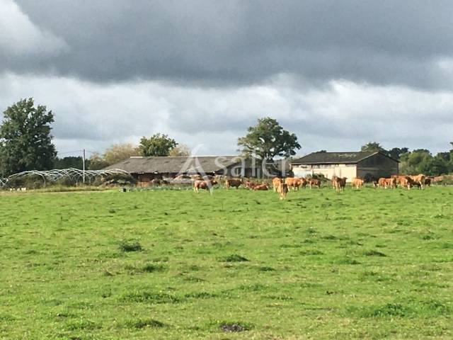 Azienda ovina In vendita Haute-Vienne