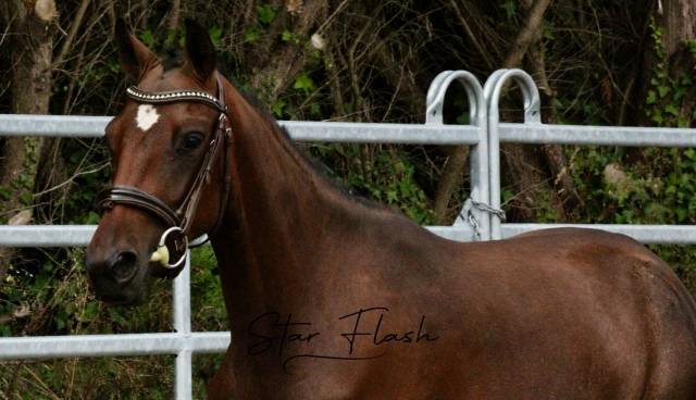 Cavalla PFS Pony Francese da Sella In vendita 2023 Baio ,  Dumbledor