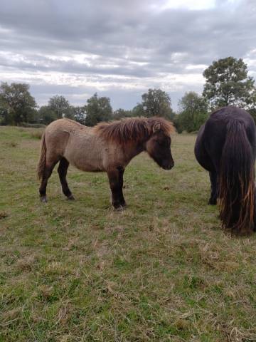 Puledro Origine non conosciuta  In vendita 2025 Grullo ,  SLOUP STARQUETAN