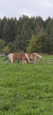 Cavalla Haflinger In vendita 2010 Sauro