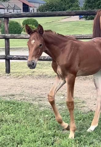 Puledra Sella Francese In vendita 2025 Sauro