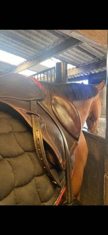 Sella mista  Elite 17" - 2015