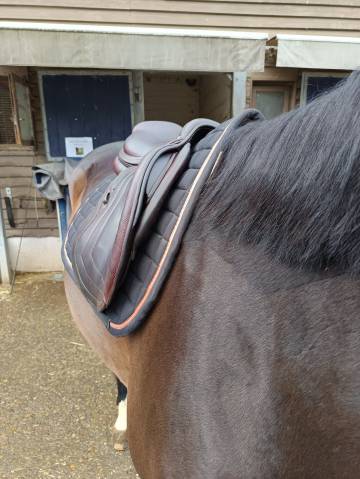 Sella da salto ostacoli CWD  17.5" - 2019