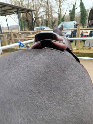 Sella da salto ostacoli CWD  17.5" - 2019