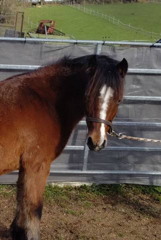 Fattrice Dartmoor In vendita 2013 Baio ,  ALEXANDRE SQUARE