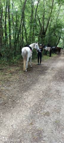 Castrone PFS Pony Francese da Sella In vendita 2011 Grigio ,  Heliot de Blonde