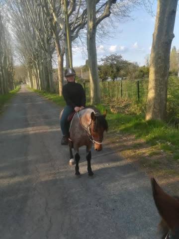 Stallone Origine Non Constatata In vendita 2011 Roano