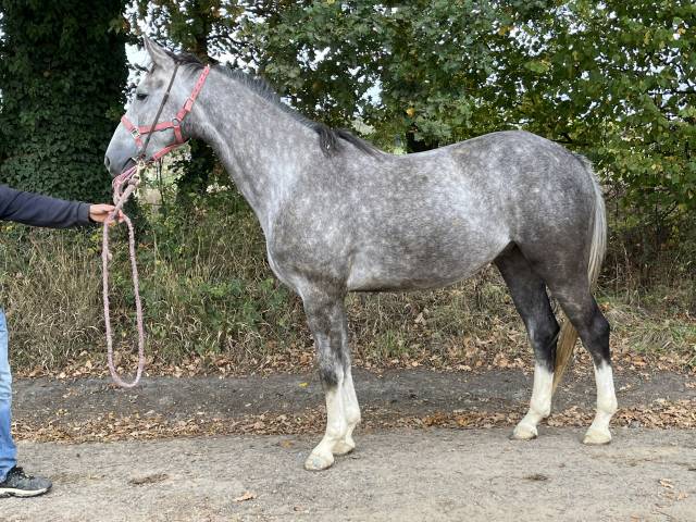 Cavaliere, CSO - Altro contratto Part-time - Calvados Francia