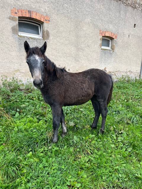 Castrone Connemara In vendita 2025 Louvet ,  FORTUNA DE L'OUBLAN