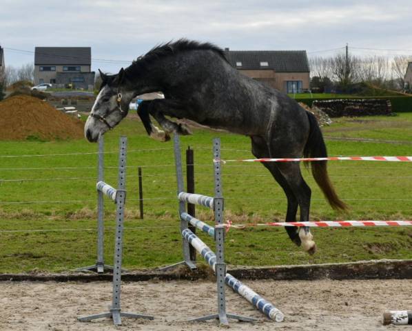 Stallone Zangersheide In vendita 2023 Grigio