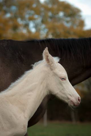Puledro Akhal Teke In vendita 2025 Perlino ,  SHKARA IZLAYON