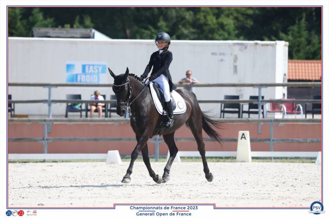 Castrone PFS Pony Francese da Sella In vendita 2011 Nero ,  HILKENS BLACK DELIGHT