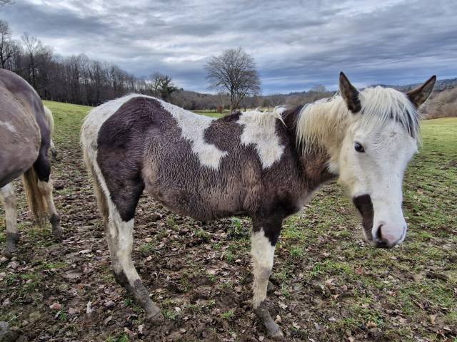 Puledro Paint Horse In vendita 2025 Paint