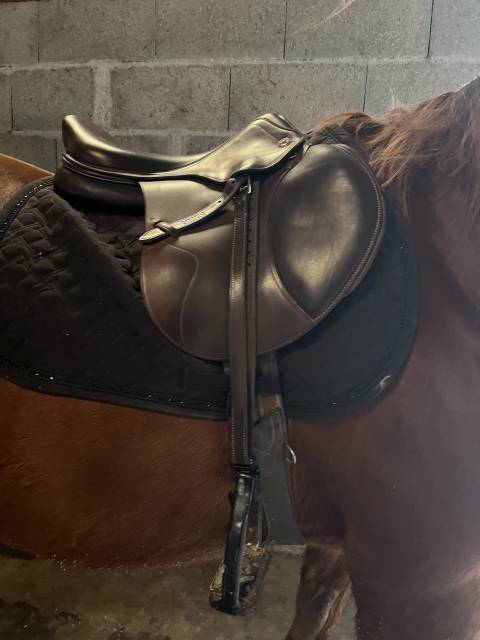 Sella da salto ostacoli Prestige Italia  17" - 2024