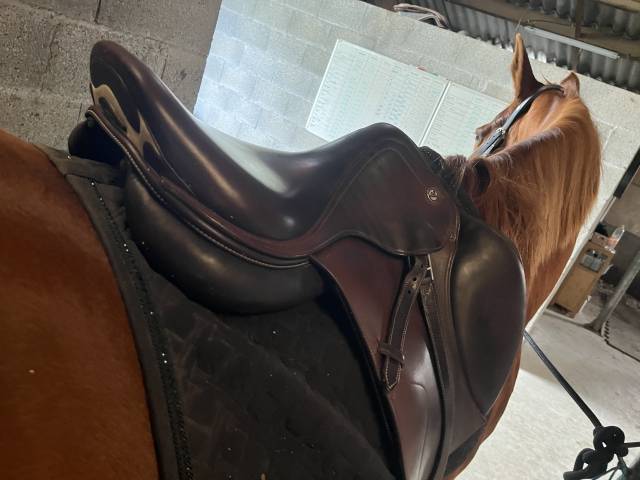 Sella da salto ostacoli Prestige Italia  17" - 2024