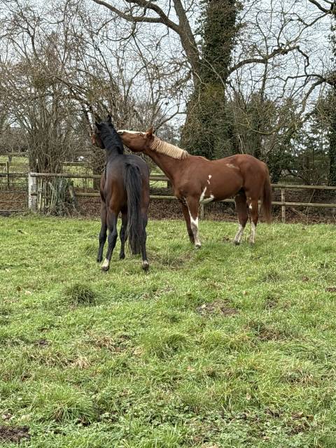 Uomo di scuderia - Non salariato Part-time - Calvados Francia