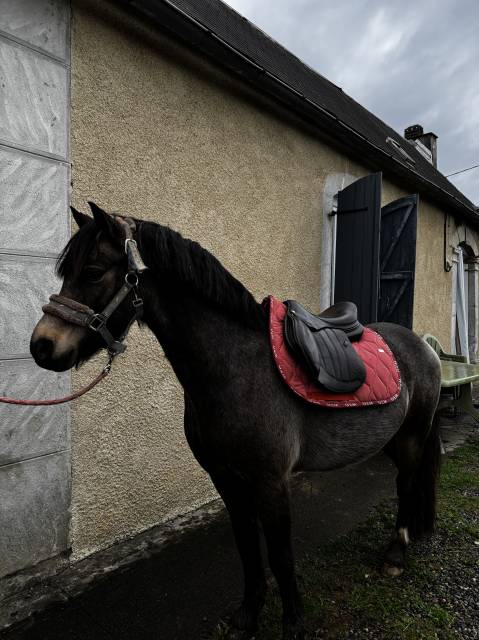 Sella da salto ostacoli Forestier  17" - 2023