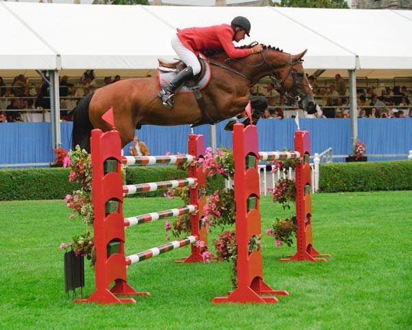 Cavalla AES Anglo European Studbook In vendita 2015 Baio