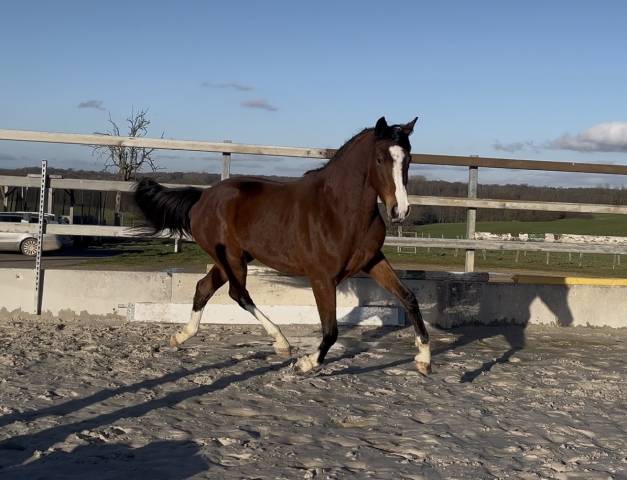 Cavalla Zangersheide In vendita 2023 Baio