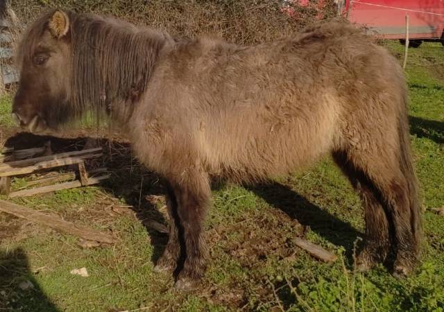 Cavalla Origine non conosciuta  In vendita 2024 Grullo ,  SLOUP STARQUETAN