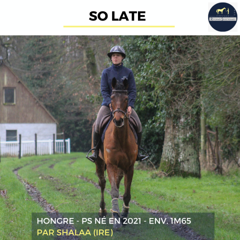 Castrone Purosangue In vendita 2021 Baio ,  SHALAA