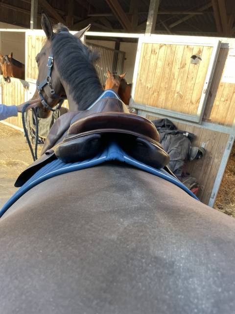 Sella da salto ostacoli Forestier  16.5" - 2022