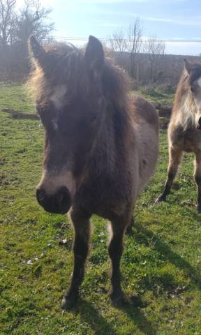 Puledro New Forest In vendita 2025 Isabella ,  UTRILLO D'ARQUETAN