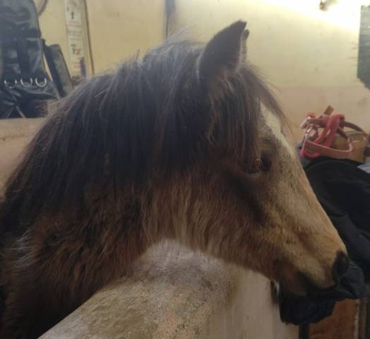 Puledra New Forest In vendita 2025 Isabella ,  UTRILLO D'ARQUETAN