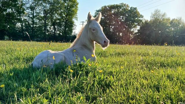 Puledro Connemara In vendita 2025 Crema ,  CASTLE NERO