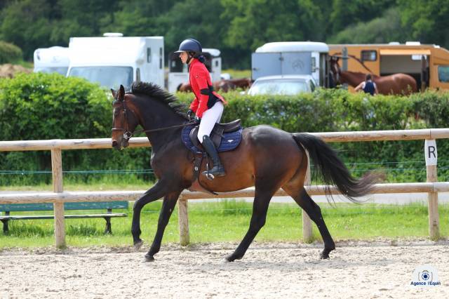 Cavalla Zangersheide In vendita 2018 Baio scuro