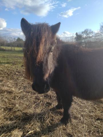 Intero Origine non conosciuta  In vendita 2023 Nero ,  SLOUP STARQUETAN