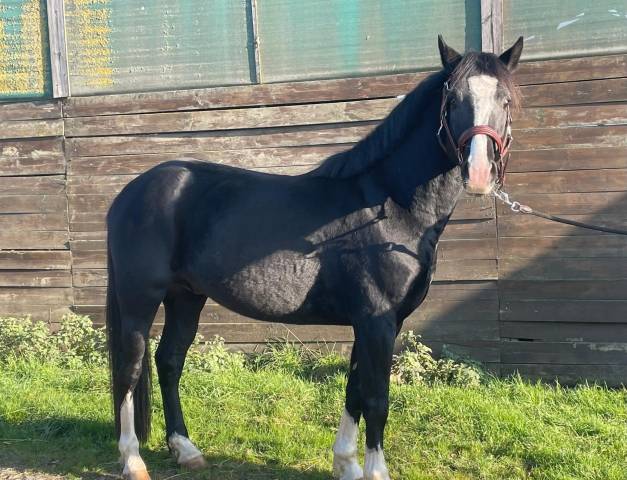 Intero PFS Pony Francese da Sella In vendita 2022 Nero