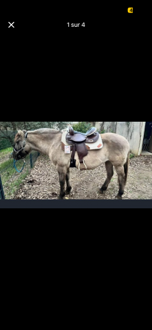 Sella da barrel Pool's 5020 16" - 2025