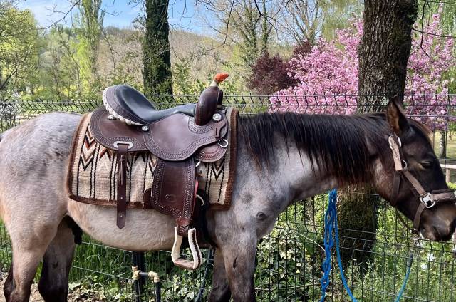 Sella da barrel Pool's 5020 16" - 2025